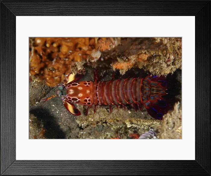 Framed Print : A red clown mantis shrimp (Odontodactylus scyllarus) in its natural environment Framed Print : A red clown mantis shrimp (Odontodactylus scyllarus) in its natural environment