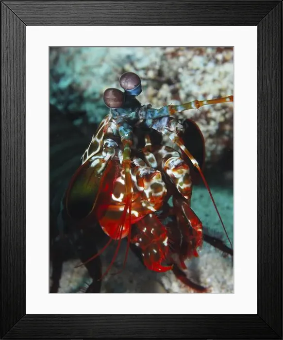 Framed Print : Close-up of a colourful clown mantis shrimp (Odontodactylus scyllarus) with striking eyes Framed Print : Close-up of a colourful clown mantis shrimp (Odontodactylus scyllarus) with striking eyes