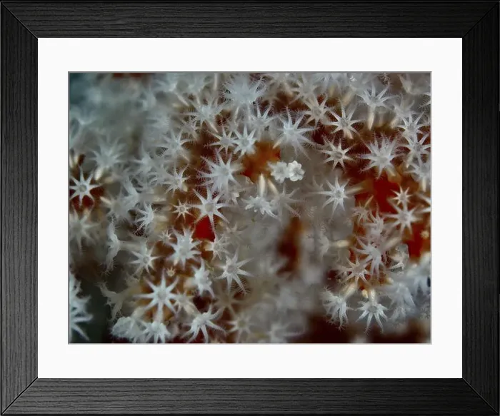 Framed Print : Close-up of star-shaped white coral with remarkable details of Godeffroy's soft coral (Siphonogorgia godeffroyi) Framed Print : Close-up of star-shaped white coral with remarkable details of Godeffroy's soft coral (Siphonogorgia godeffroyi)