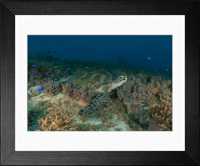 Framed Print : Hawksbill sea turtle in the Sea of the Philippines Framed Print : Hawksbill sea turtle in the Sea of the Philippines