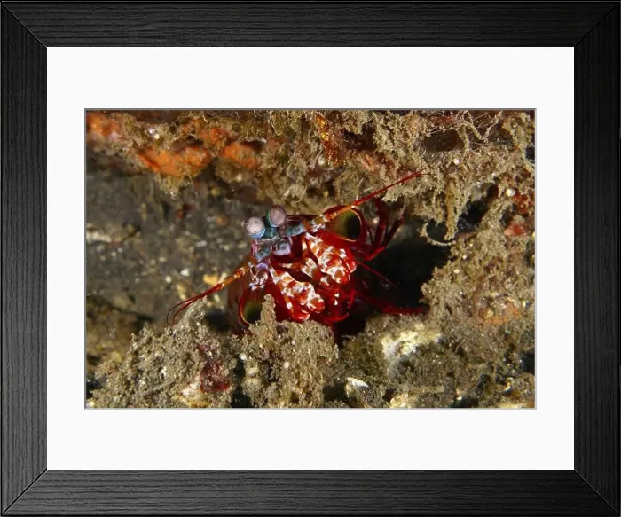 Framed Print : Clown mantis shrimp (Odontodactylus scyllarus) with distinctive eyes hiding in the seabed Framed Print : Clown mantis shrimp (Odontodactylus scyllarus) with distinctive eyes hiding in the seabed