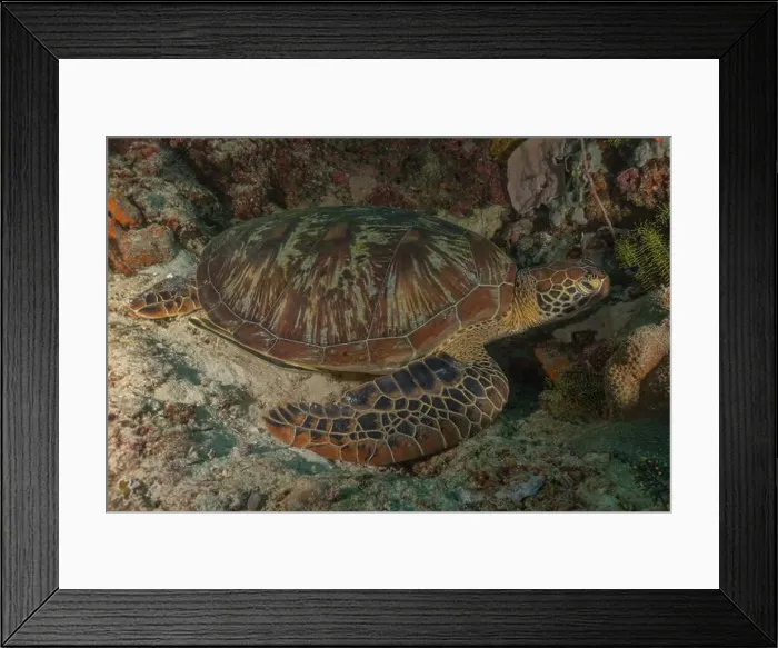 Framed Print : Hawksbill sea turtle in the Sea of the Philippines Framed Print : Hawksbill sea turtle in the Sea of the Philippines