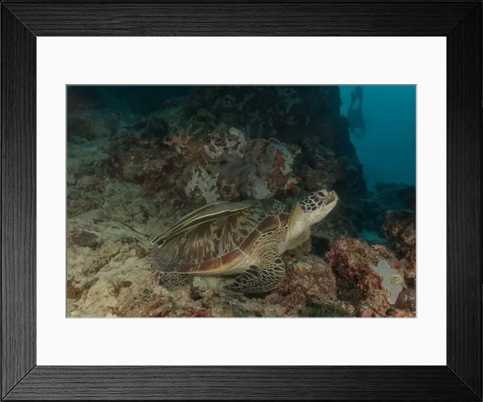 Framed Print : Hawksbill sea turtle in the Sea of the Philippines Framed Print : Hawksbill sea turtle in the Sea of the Philippines