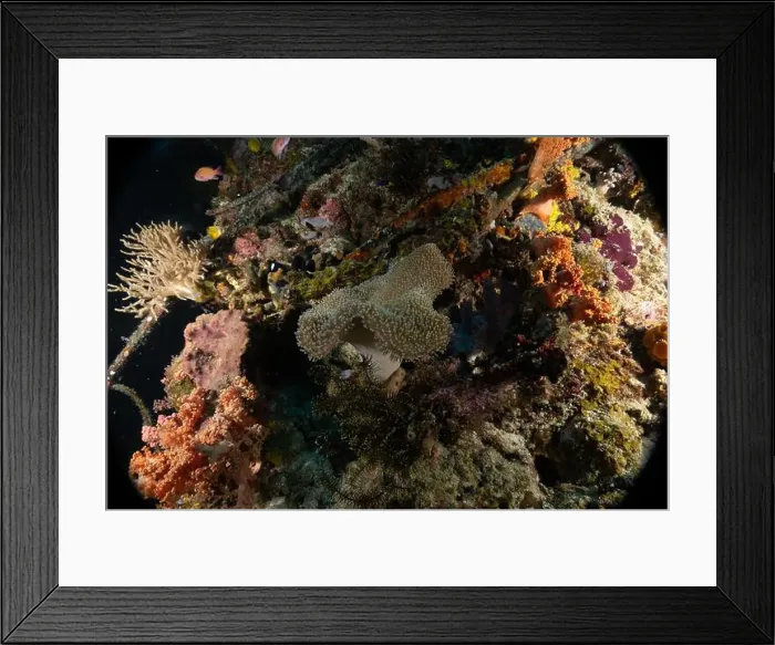 Framed Print : Coral reef and water plants in the Sea of the Philippines Framed Print : Coral reef and water plants in the Sea of the Philippines