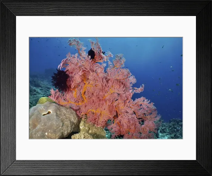 Framed Print : Red knotted fan (Melithaea ochracea) in clear blue water Framed Print : Red knotted fan (Melithaea ochracea) in clear blue water