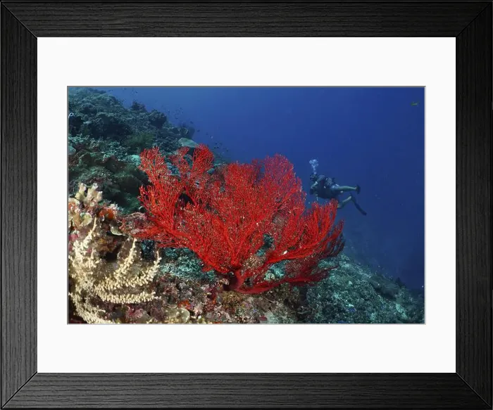 Framed Print : Red knotted fan (Melithaea ochracea) on a tropical reef Framed Print : Red knotted fan (Melithaea ochracea) on a tropical reef