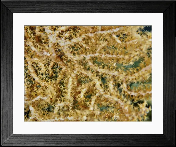 Framed Print : Close-up of Yellow gorgonian (Echinogorgia) with fine Framed Print : Close-up of Yellow gorgonian (Echinogorgia) with fine