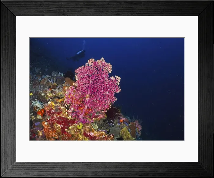 Framed Print : Pink Godeffroy's soft coral (Siphonogorgia godeffroyi) Framed Print : Pink Godeffroy's soft coral (Siphonogorgia godeffroyi)