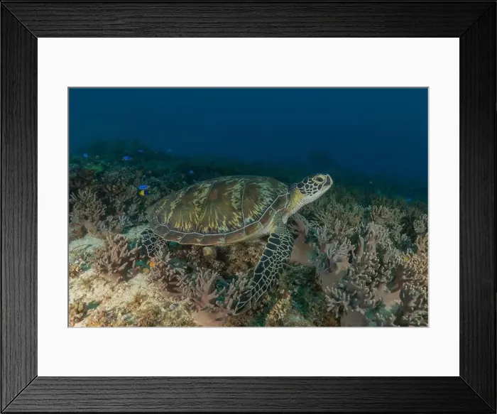 Framed Print : Hawksbill sea turtle in the Sea of the Philippines Framed Print : Hawksbill sea turtle in the Sea of the Philippines