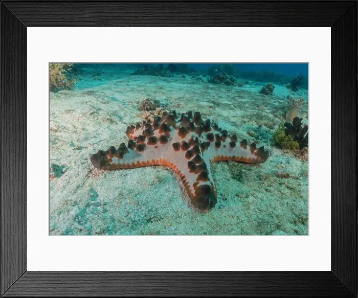 Framed Print : Starfish On the Seabed in the Sea of the Philippines Framed Print : Starfish On the Seabed in the Sea of the Philippines
