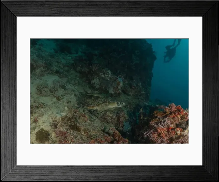 Framed Print : Hawksbill sea turtle in the Sea of the Philippines Framed Print : Hawksbill sea turtle in the Sea of the Philippines