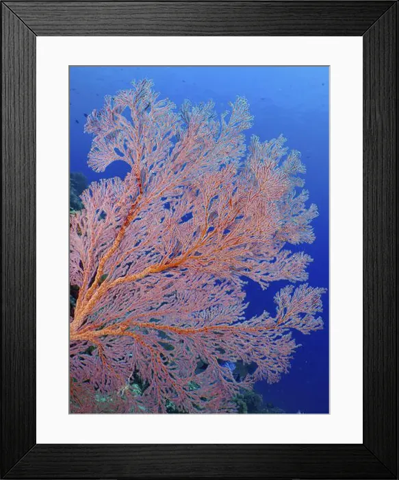 Framed Print : Red knot fan (Melithaea ochracea) in blue water, dive site Coral Garden, Menjangan, Bali, Indonesia, Asia Framed Print : Red knot fan (Melithaea ochracea) in blue water, dive site Coral Garden, Menjangan, Bali, Indonesia, Asia