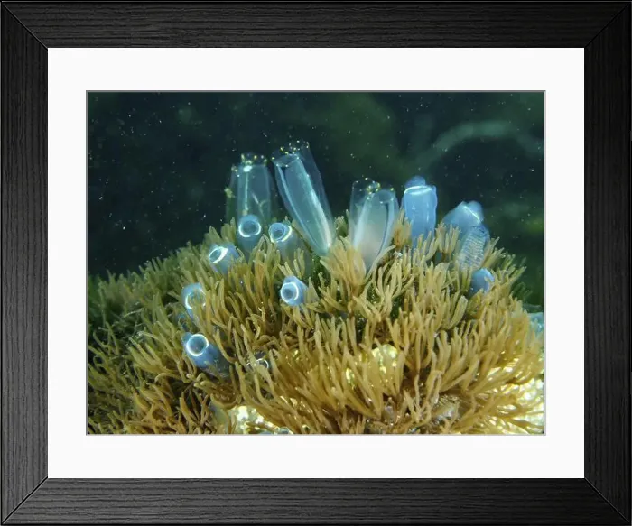 Framed Print : Underwater scene with Blue Sea Squirt (Clavelina cyclus) and marine plants in the ocean Framed Print : Underwater scene with Blue Sea Squirt (Clavelina cyclus) and marine plants in the ocean