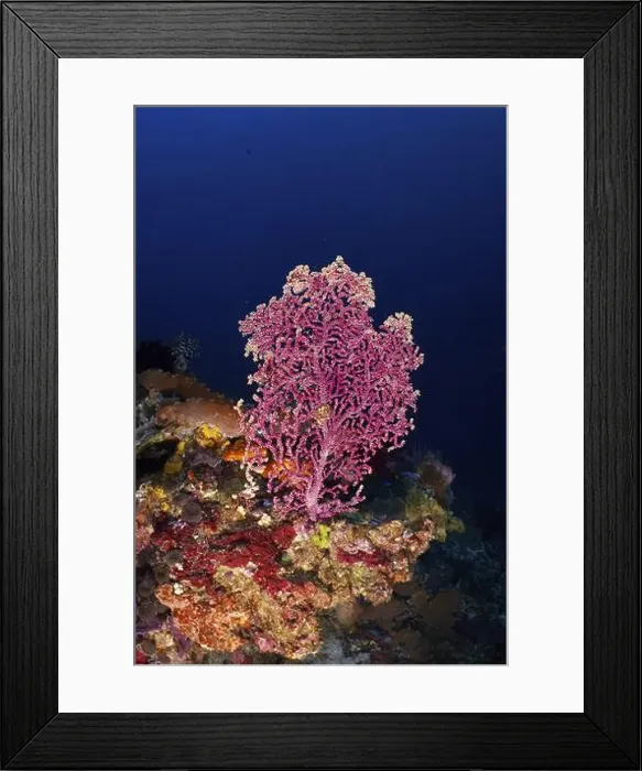 Framed Print : Pink Godeffroy's soft coral (Siphonogorgia godeffroyi) Framed Print : Pink Godeffroy's soft coral (Siphonogorgia godeffroyi)