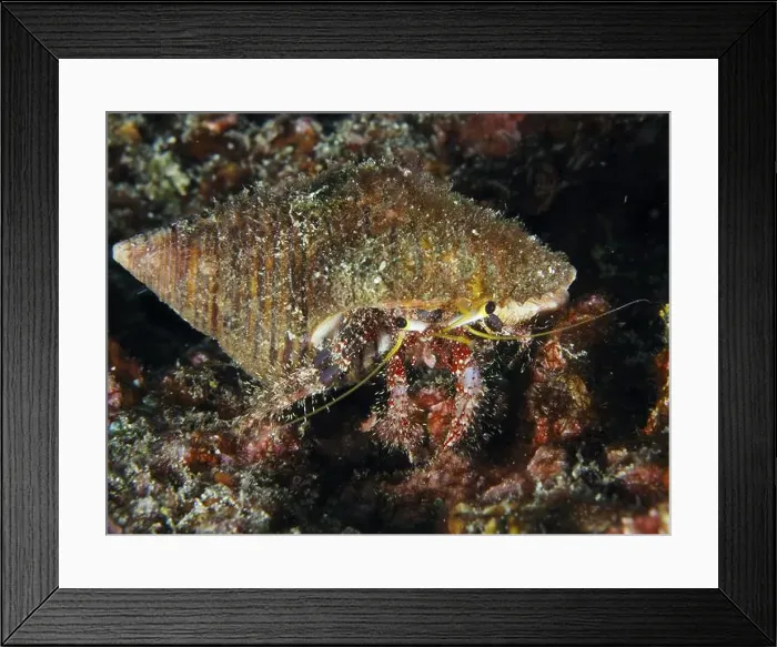 Framed Print : Dark-kneed hermit crab (Dardanus lagopodes) in an algae-covered snail shell Framed Print : Dark-kneed hermit crab (Dardanus lagopodes) in an algae-covered snail shell