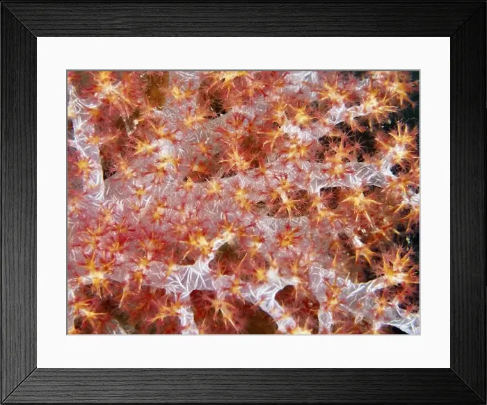 Framed Print : Detailed close-up of a red tree coral (Dendronephthya) with fine texture