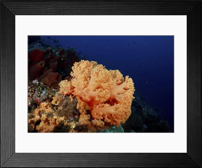 Framed Print : Bright orange tree coral (Dendronephthya) on the seabed in deep blue water Framed Print : Bright orange tree coral (Dendronephthya) on the seabed in deep blue water