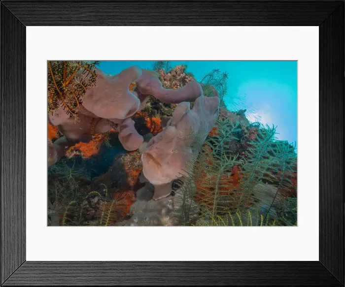 Framed Print : Coral reef and water plants in the Sea of the Philippines Framed Print : Coral reef and water plants in the Sea of the Philippines