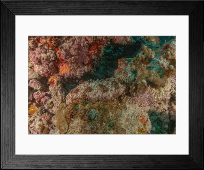Framed Print : Sea cucumber in the Red Sea Colorful and beautiful, Eilat Israel Framed Print : Sea cucumber in the Red Sea Colorful and beautiful, Eilat Israel