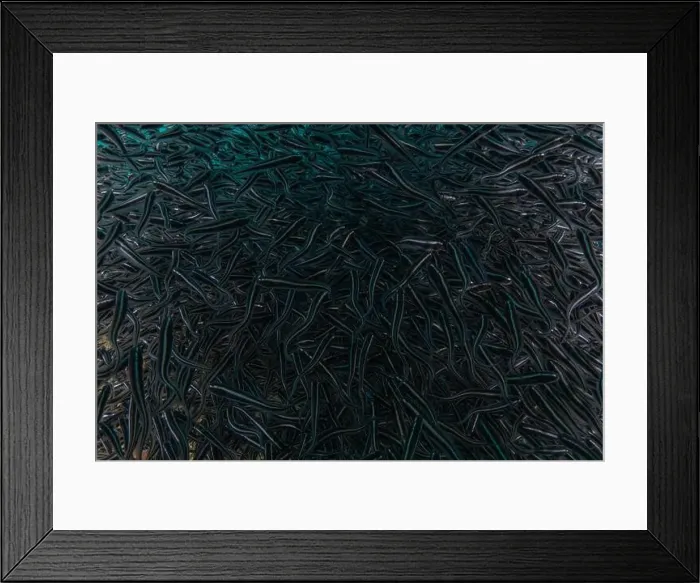 Framed Print : Fish swim in the Sea of the Philippines Framed Print : Fish swim in the Sea of the Philippines