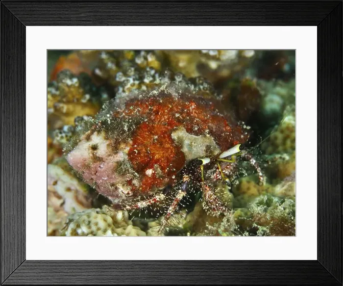 Framed Print : Red coloured dark knee hermit crab (Dardanus lagopodes), dive site Spice Reef, Penyapangan, Bali, Indonesia, Asia Framed Print : Red coloured dark knee hermit crab (Dardanus lagopodes), dive site Spice Reef, Penyapangan, Bali, Indonesia, Asia
