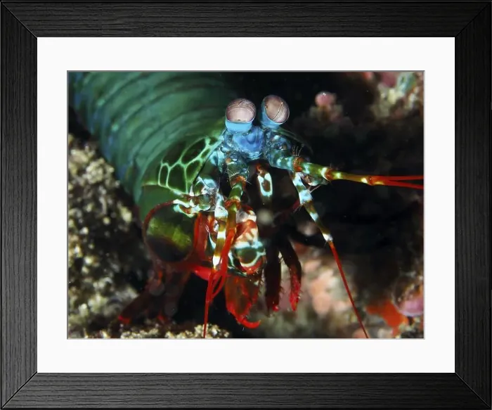 Framed Print : Brightly coloured clown mantis shrimp (Odontodactylus scyllarus) with large eyes in vivid colours underwater Framed Print : Brightly coloured clown mantis shrimp (Odontodactylus scyllarus) with large eyes in vivid colours underwater