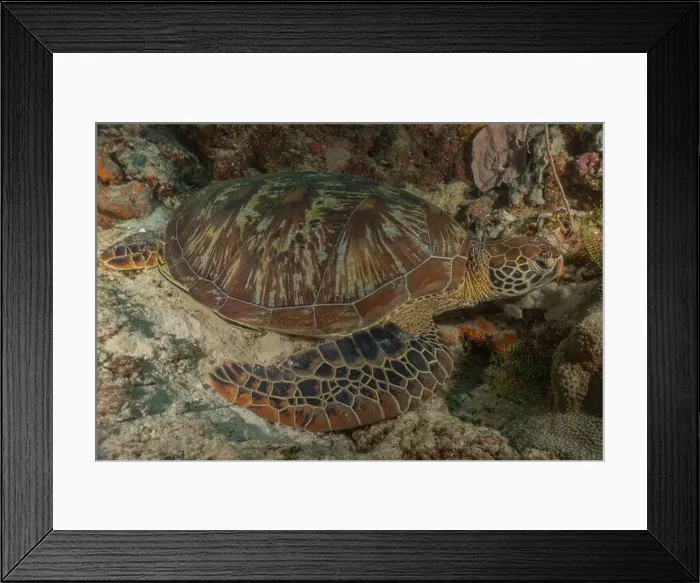 Framed Print : Hawksbill sea turtle in the Sea of the Philippines Framed Print : Hawksbill sea turtle in the Sea of the Philippines