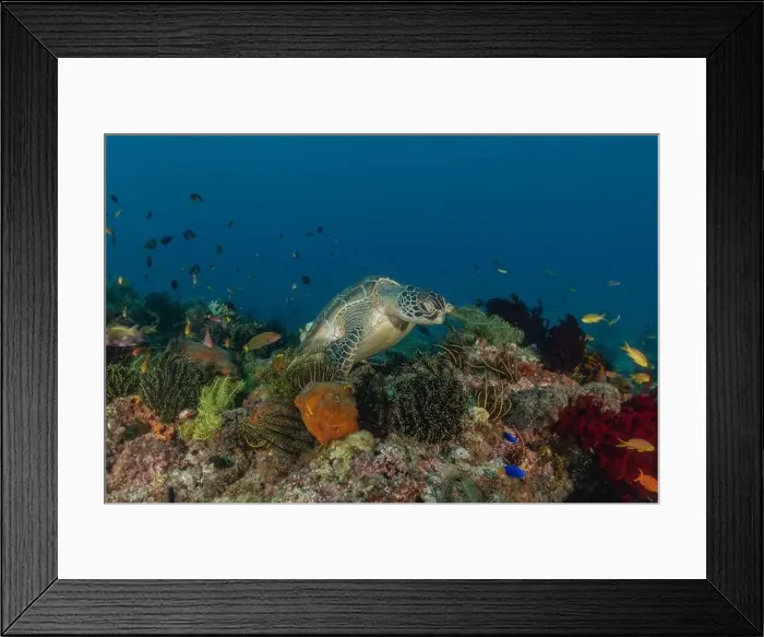 Framed Print : Hawksbill sea turtle in the Sea of the Philippines Framed Print : Hawksbill sea turtle in the Sea of the Philippines