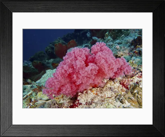 Framed Print : Pink tree coral (Dendronephthya) on a sea reef in a lively environment Framed Print : Pink tree coral (Dendronephthya) on a sea reef in a lively environment