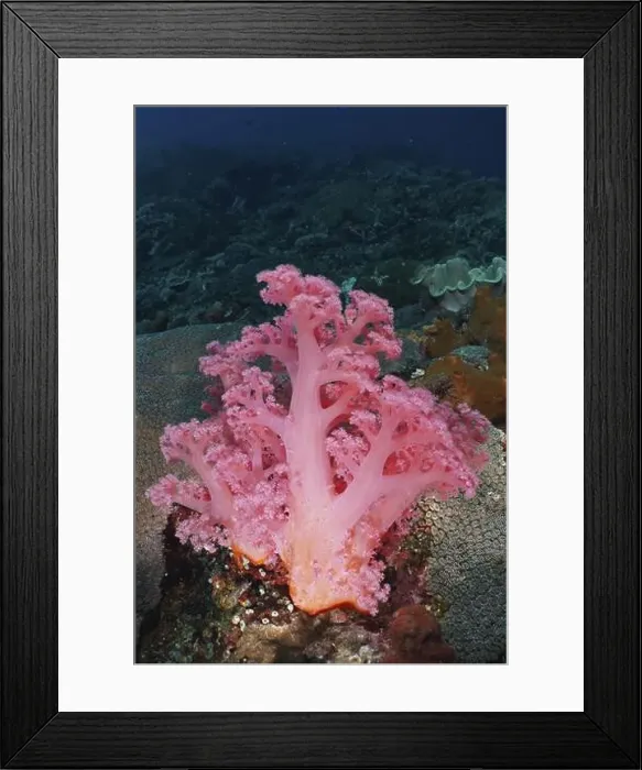 Framed Print : Bright pink tree coral (Dendronephthya) in the ocean on rocky ground Framed Print : Bright pink tree coral (Dendronephthya) in the ocean on rocky ground