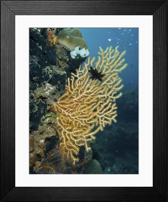 Framed Print : Yellow gorgonian (Echinogorgia) and Black Feather Star in blue underwater landscape Framed Print : Yellow gorgonian (Echinogorgia) and Black Feather Star in blue underwater landscape