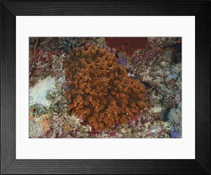 Framed Print : Copper anemone (Entacmaea quadricolor) on a coral formation on the seabed Framed Print : Copper anemone (Entacmaea quadricolor) on a coral formation on the seabed