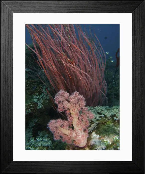 Framed Print : Red tree coral (Dendronephthya) Framed Print : Red tree coral (Dendronephthya)