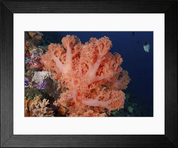Framed Print : Pink tree coral (Dendronephthya) with fish in deep blue water Framed Print : Pink tree coral (Dendronephthya) with fish in deep blue water