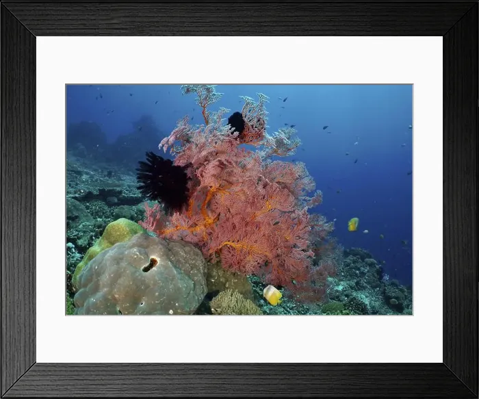 Framed Print : Red knot fan (Melithaea ochracea) on the seabed with fish swimming past Framed Print : Red knot fan (Melithaea ochracea) on the seabed with fish swimming past