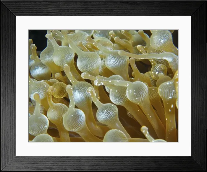 Framed Print : Close-up of the tentacles of a bubble anemone (Entacmaea quadricolor) Framed Print : Close-up of the tentacles of a bubble anemone (Entacmaea quadricolor)