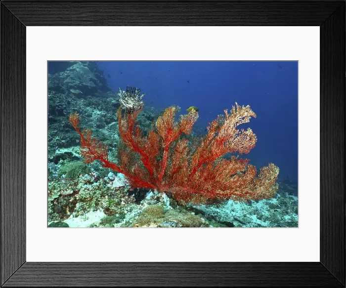 Framed Print : Red knotted fan (Melithaea ochracea) on the ocean floor