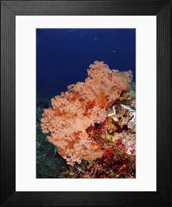 Framed Print : Vivid orange tree coral (Dendronephthya) in the blue sea Framed Print : Vivid orange tree coral (Dendronephthya) in the blue sea