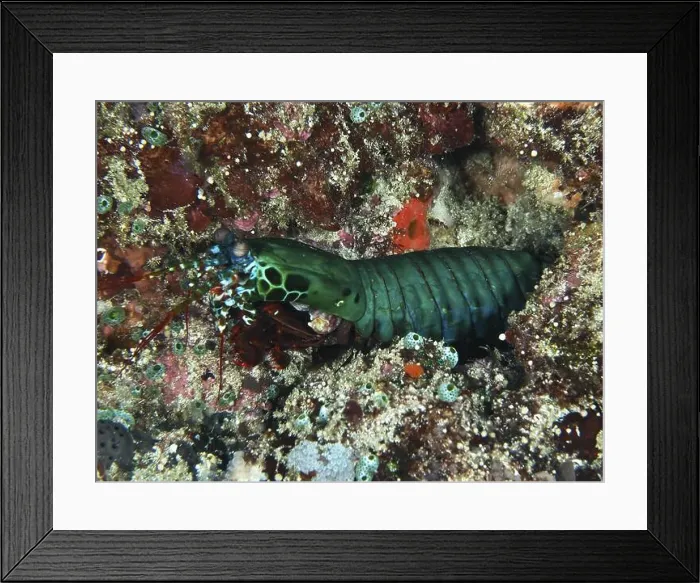 Framed Print : A green clown mantis shrimp (Odontodactylus scyllarus) hiding in colourful corals Framed Print : A green clown mantis shrimp (Odontodactylus scyllarus) hiding in colourful corals