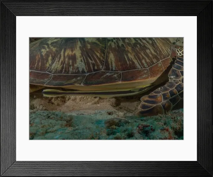 Framed Print : Hawksbill sea turtle in the Sea of the Philippines Framed Print : Hawksbill sea turtle in the Sea of the Philippines
