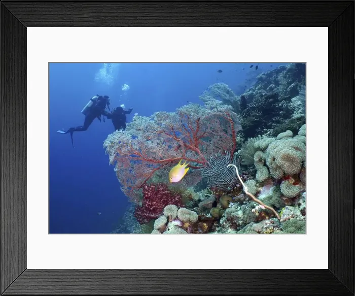 Framed Print : Divers explore reef with red knot fan (Melithaea ochracea) Framed Print : Divers explore reef with red knot fan (Melithaea ochracea)
