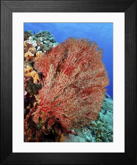 Framed Print : Red knot fan (Melithaea ochracea) in the ocean Framed Print : Red knot fan (Melithaea ochracea) in the ocean