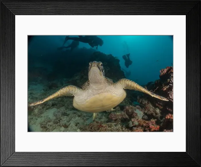 Framed Print : Hawksbill sea turtle in the Sea of the Philippines Framed Print : Hawksbill sea turtle in the Sea of the Philippines