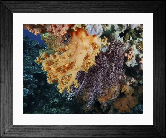 Framed Print : Yellow tree coral (Dendronephthya) glows in bright colours under water Framed Print : Yellow tree coral (Dendronephthya) glows in bright colours under water