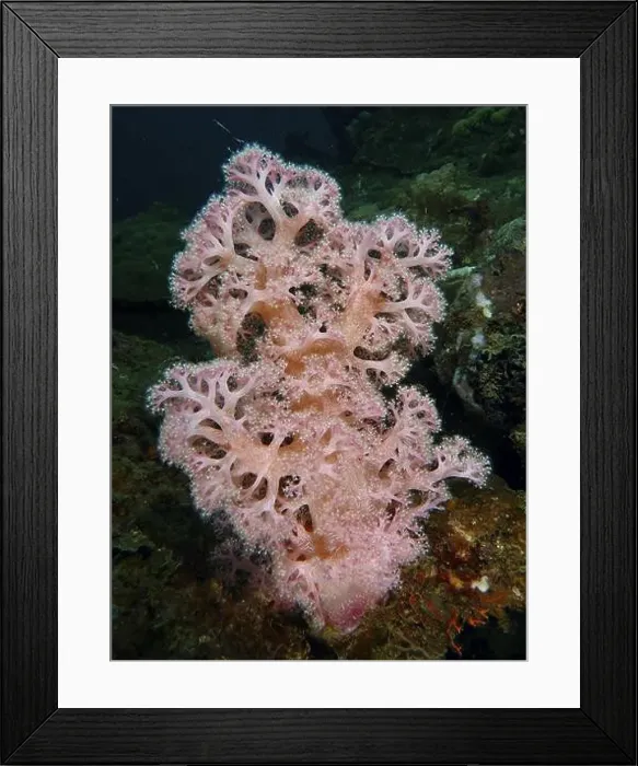 Framed Print : Pink soft tree coral (Dendronephthya) in an underwater landscape Framed Print : Pink soft tree coral (Dendronephthya) in an underwater landscape