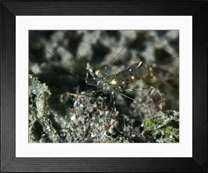 Framed Print : A transparent shrimp, Anton Bruun's cleaner shrimp (Urocaridella antonbruunii) Framed Print : A transparent shrimp, Anton Bruun's cleaner shrimp (Urocaridella antonbruunii)