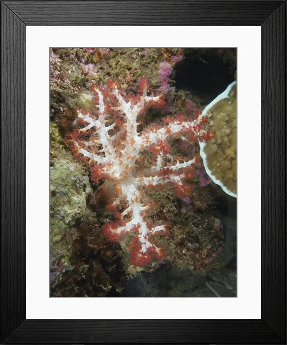 Framed Print : Tree coral (Dendronephthya) on the seabed under water, dive site Pidada, Penyapangan, Bali, Indonesia, Asia Framed Print : Tree coral (Dendronephthya) on the seabed under water, dive site Pidada, Penyapangan, Bali, Indonesia, Asia
