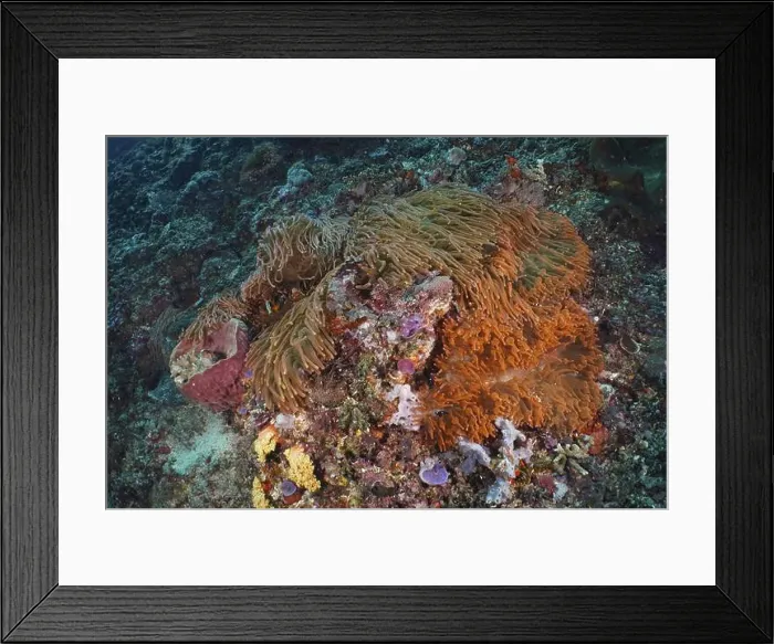 Framed Print : Copper anemone (Entacmaea quadricolor) Framed Print : Copper anemone (Entacmaea quadricolor)