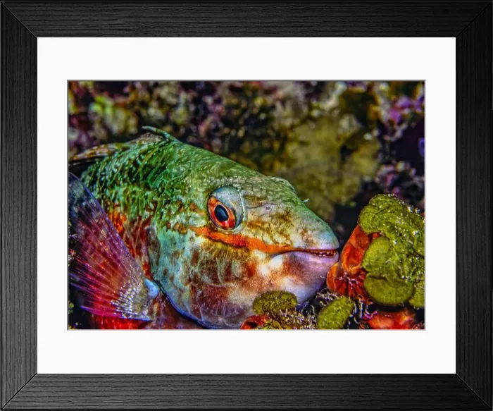 Framed Print : Caribbean coral reef, Parrotfist at night, resting Framed Print : Caribbean coral reef, Parrotfist at night, resting
