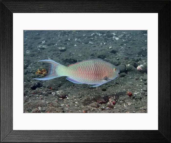 Framed Print : Nose hump parrotfish (Scarus rubroviolaceus) Framed Print : Nose hump parrotfish (Scarus rubroviolaceus)
